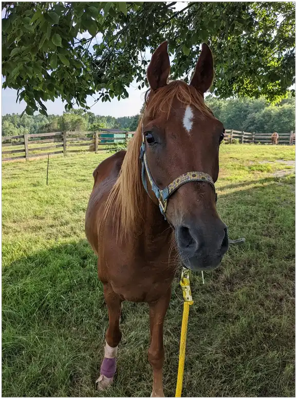 Naji, a chestnut horse in a blue and patterned halter, standing under a tree in a fenced green pasture and looking straight at the camera.